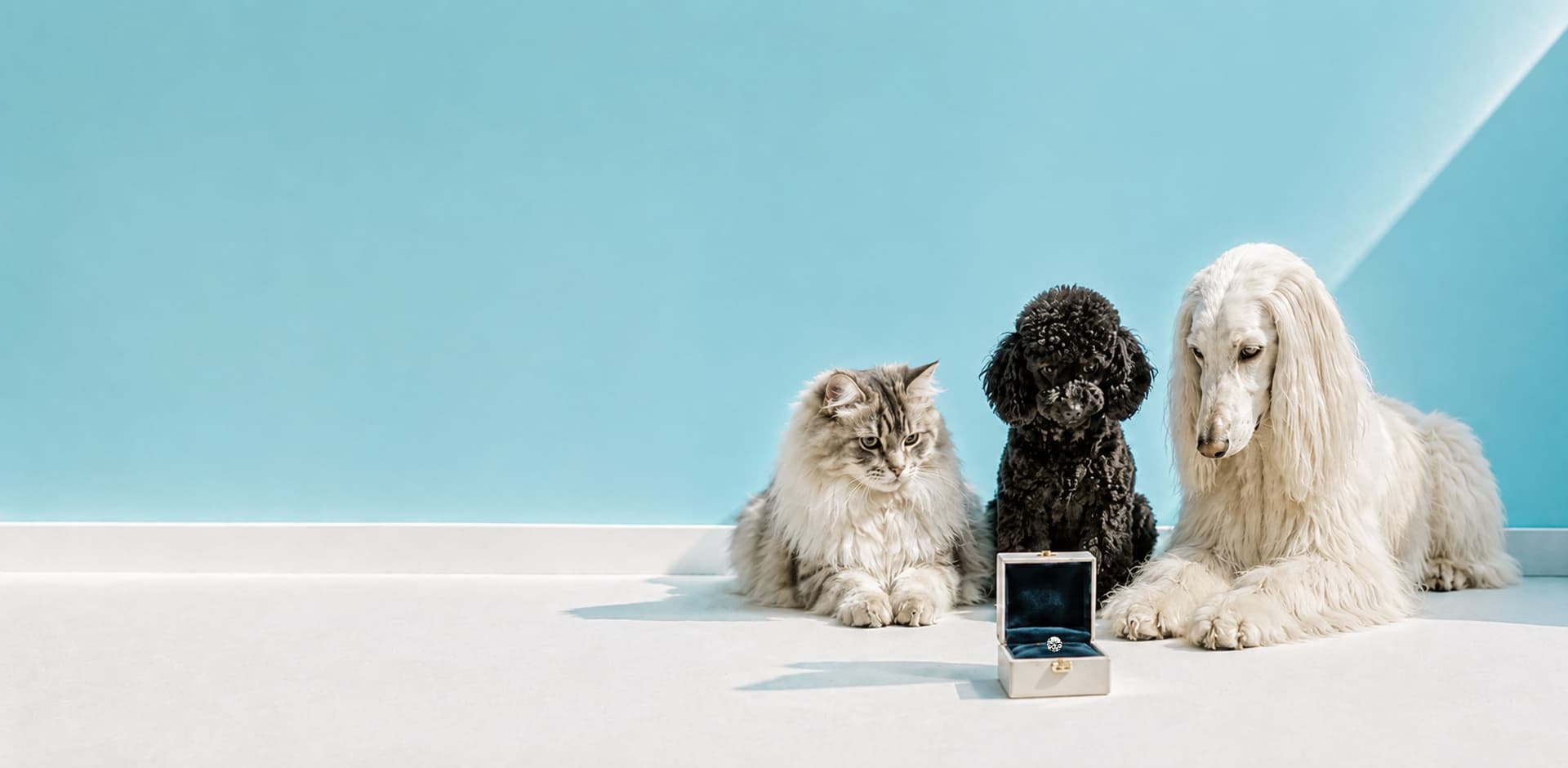 猫と犬たちとリヴナイトのジュエリーケース